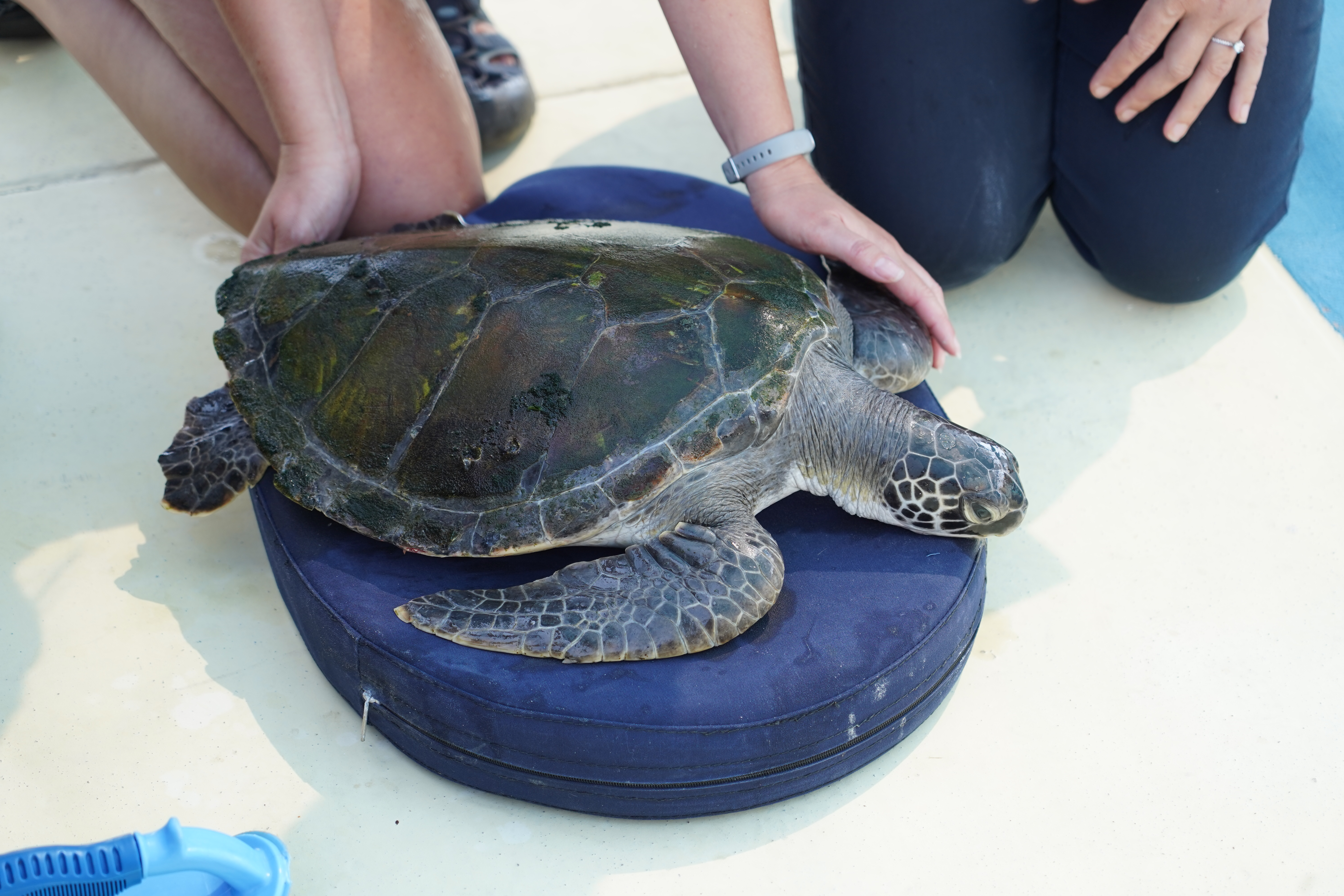 LNP to deliver world-class Sea World Marine Wildlife Hospital